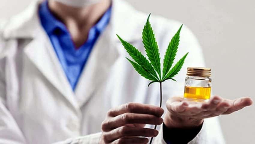 Autorizan inscripción de variedades de cannabis para uso medicinal