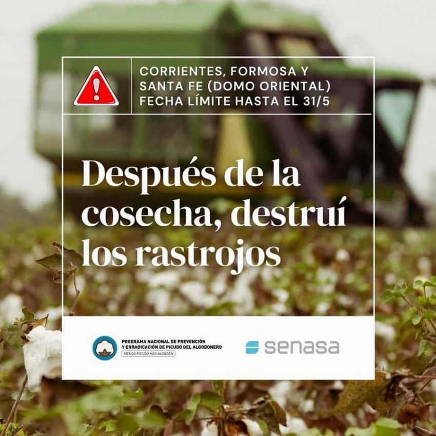 Fechas límites para la destrucción de los rastrojos en la zona algodonera de Argentina