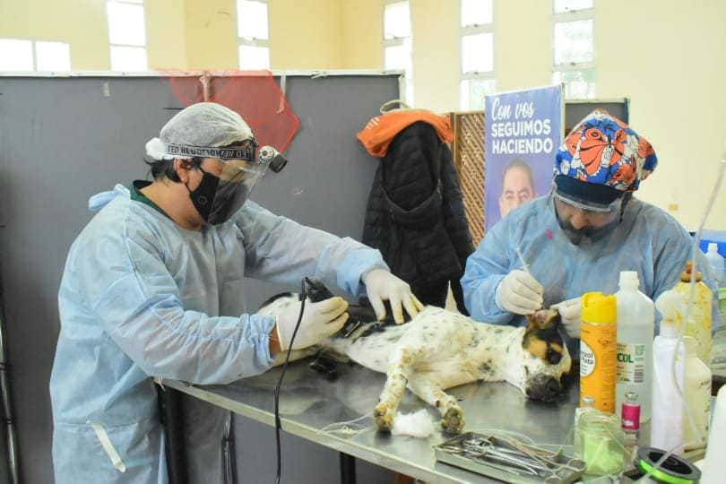 CeMAA: se siguen brindando servicios gratuitos de desparasitación y castración de animales