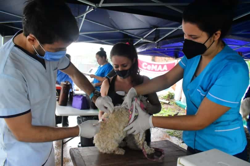 Vacunación antirrábica y desparasitación de mascotas