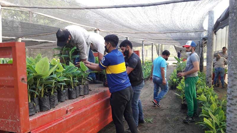 Desarrollo de plantines in vitro de cultivo de banano de CEDEVA en Ceibo Trece
