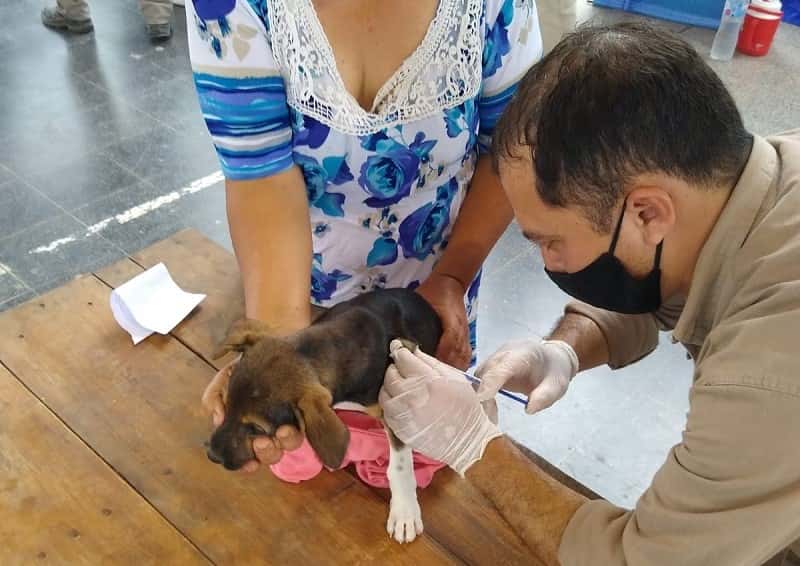 Vacunación antirrábica gratuita de perros y gatos en Pozo del Tigre