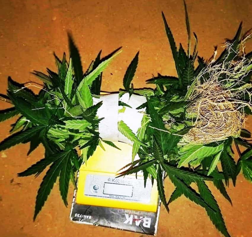 La Policía secuestró plantines de marihuana y demoró a dos personas