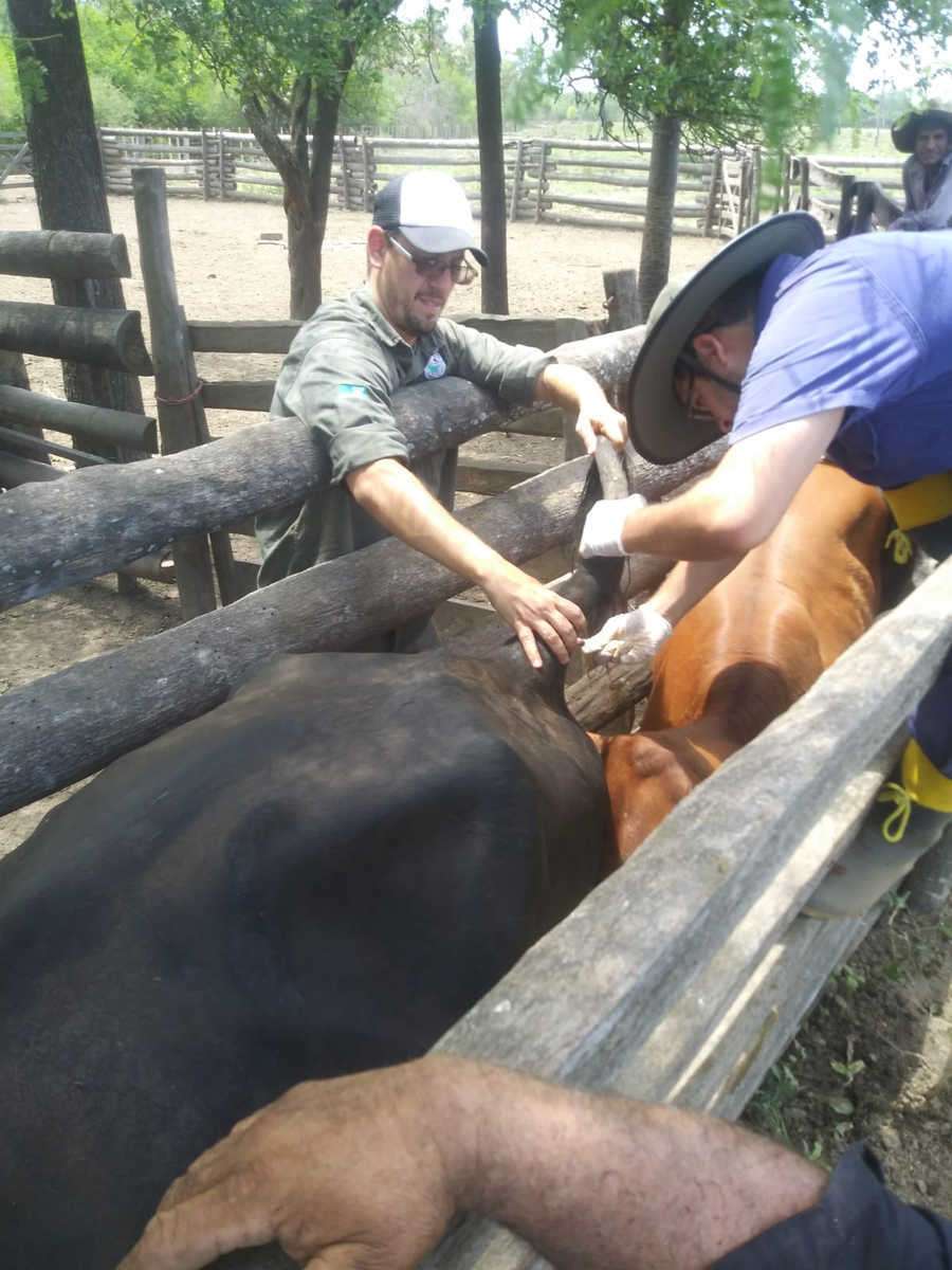 Ejecución del Programa de control y erradicación de brucelosis bovina en Fortín Cabo Lugones