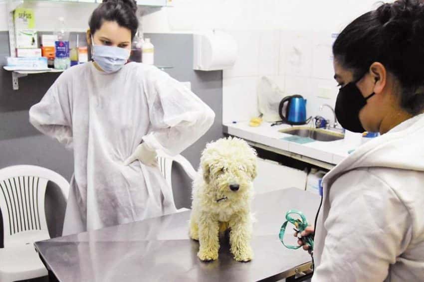 CeMAA: por receso de verano darán prioridad a animales con tratamiento y casos de emergencia