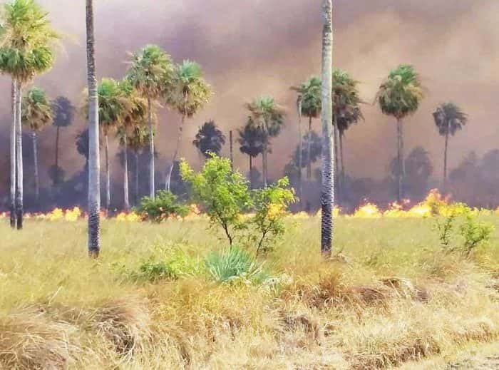 Incendio intencional en el Parque Nacional Río Pilcomayo