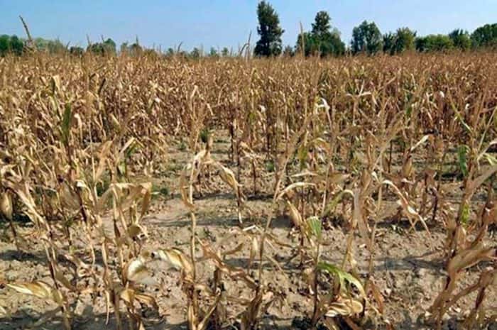 La agricultura, la más afectada por el déficit hídrico y las altas temperaturas