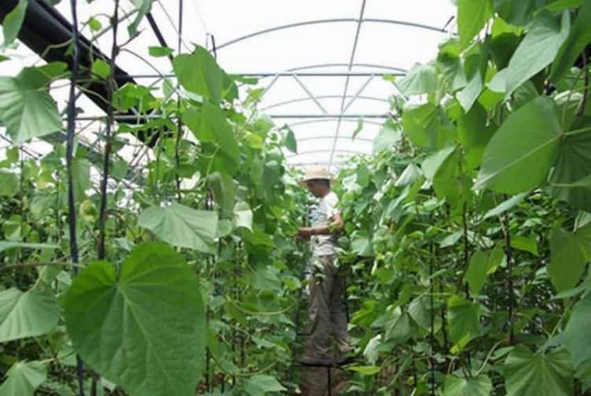 La provincia tiene previsto sumar un nuevo invernadero para producción de batata