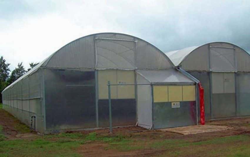Buscan sumar un nuevo invernadero en Misión Tacaaglé para la producción de batata