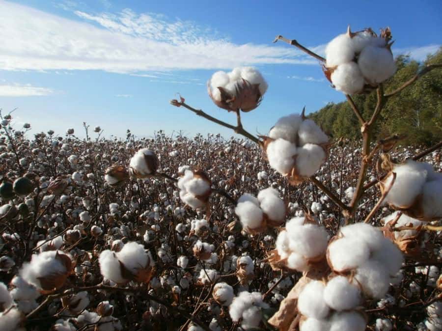 “Los precios fijados del algodón están muy 
por encima de lo que se paga en la región”