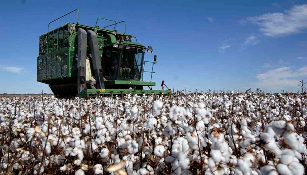 El Gobierno provincial fijó los precios de referencia para el algodón