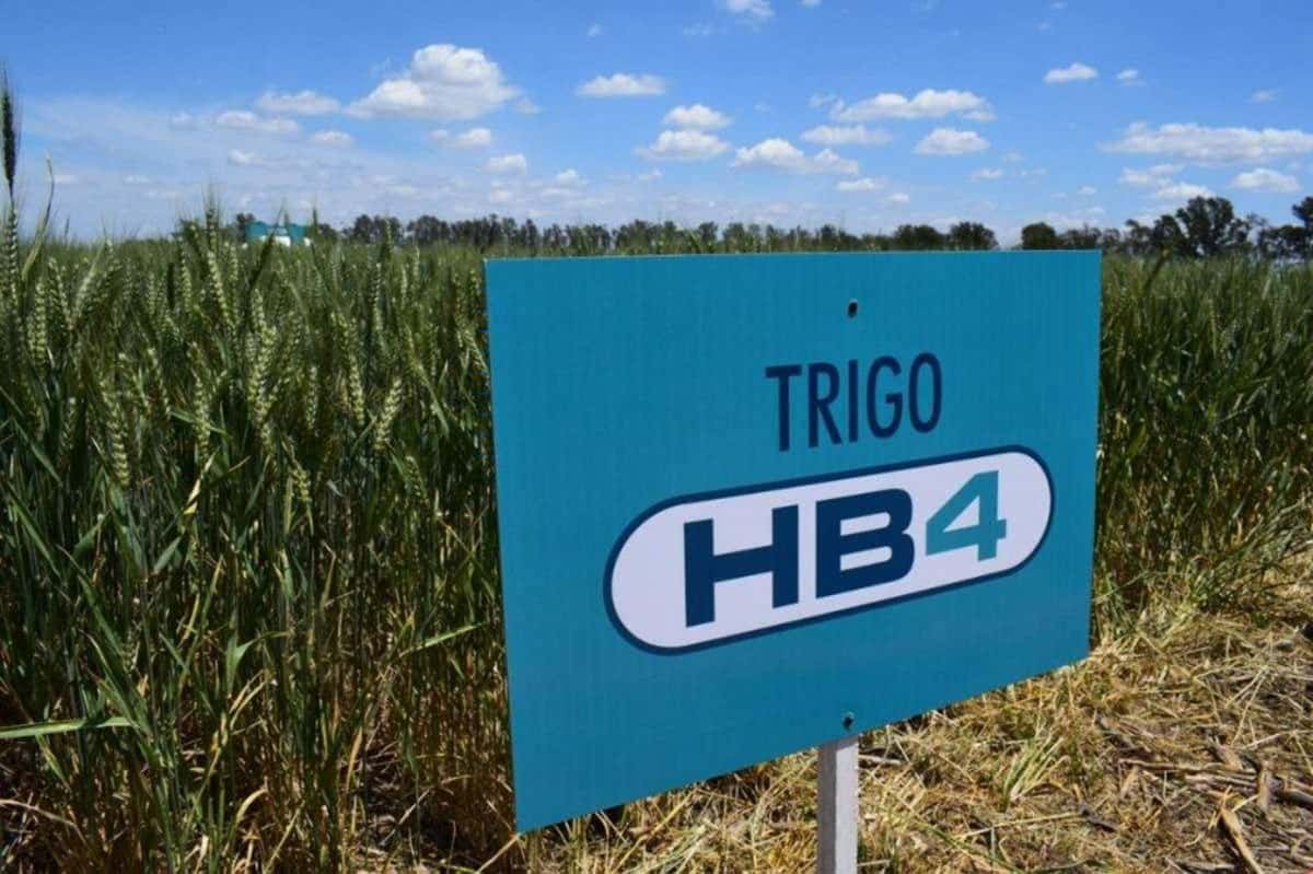 El Gobierno autorizó el trigo HB4 y el pan transgénico se acerca a las mesas argentinas
