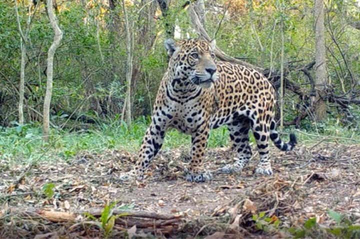 Ambiente presentó una denuncia penal para que se investigue la caza de un yaguareté en Formosa