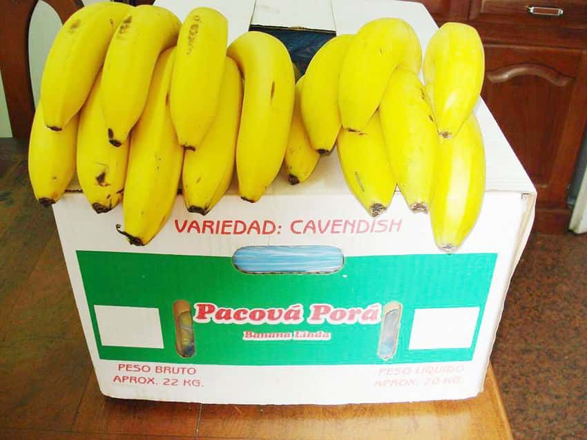 Hace 8 años productores de Naineck realizaban la 1.ª experiencia de comercialización de banana
