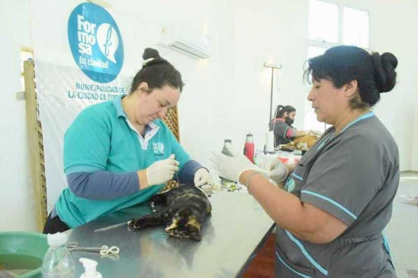 La Dirección de Zoonosis, en la I Jornada 
de castración masiva en América Latina