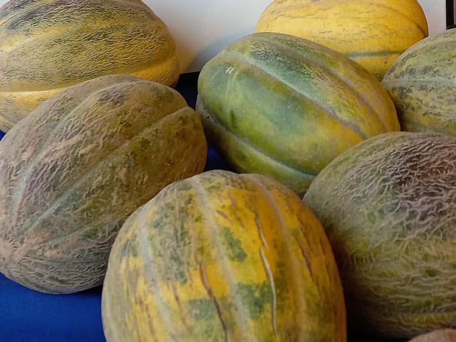 Productores se destacan con la comercialización de las primicias de melones