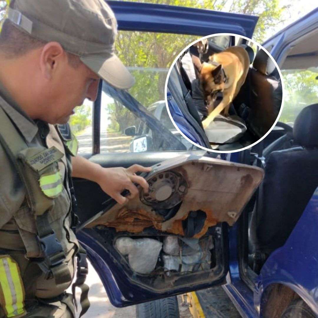 Con ayuda de Dana, Gendarmería detectó bultos de marihuana ocultos en un vehículo