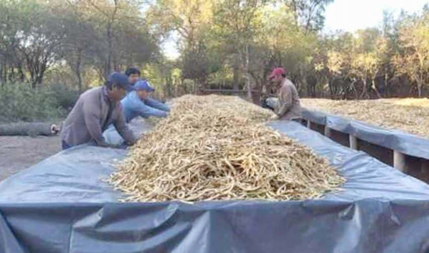En el Oeste formoseño, el Gobierno provincial 
fomenta la producción de harina de algarroba