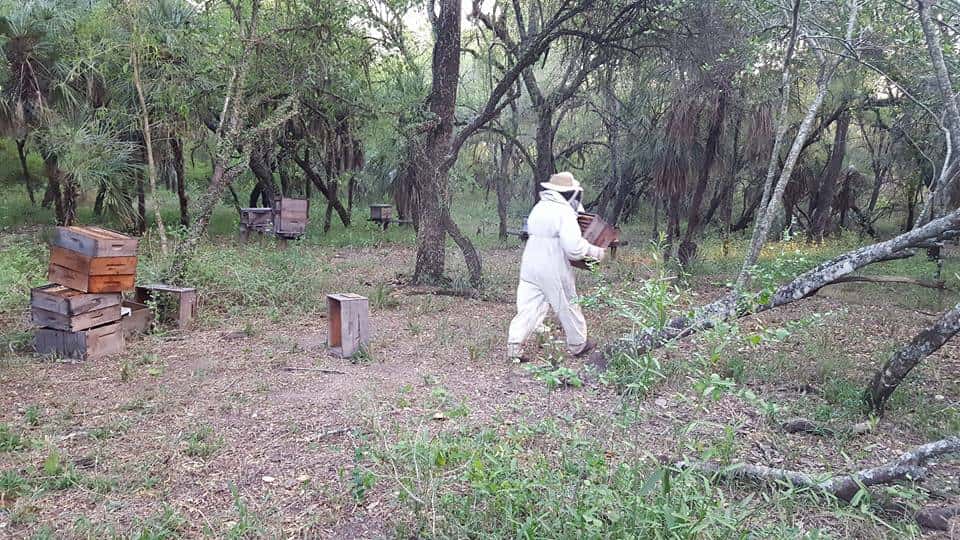 Exitosa campaña en Ramón Lista, alrededor de mil colmenas de miel en producción
