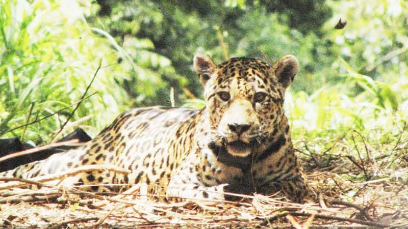 Cabandié presentó denuncia penal para que se 
investigue la caza de un yaguareté en Formosa