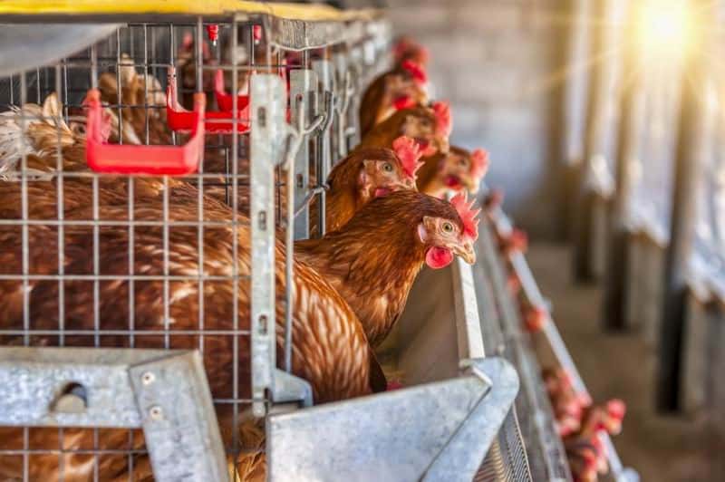 Cumbre en el Gobierno ante el avance de la gripe aviar