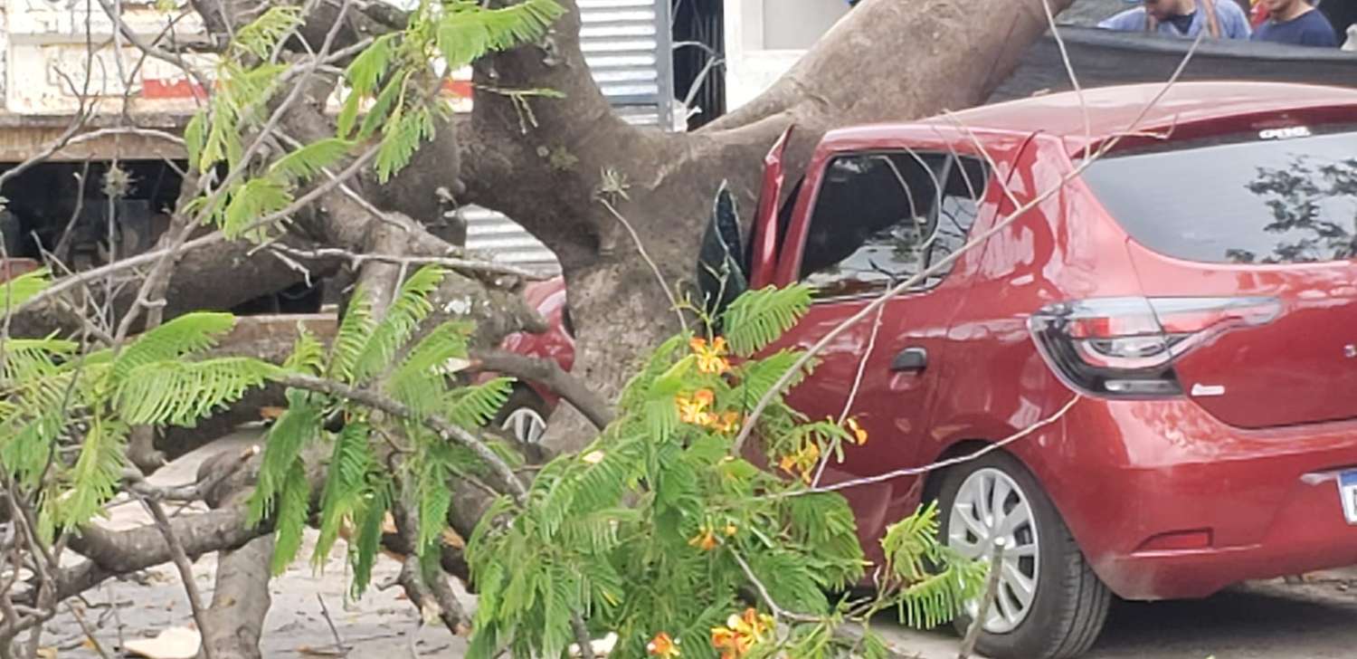 Mala maniobra: automóvil con dos meses de uso fue destrozado por un árbol