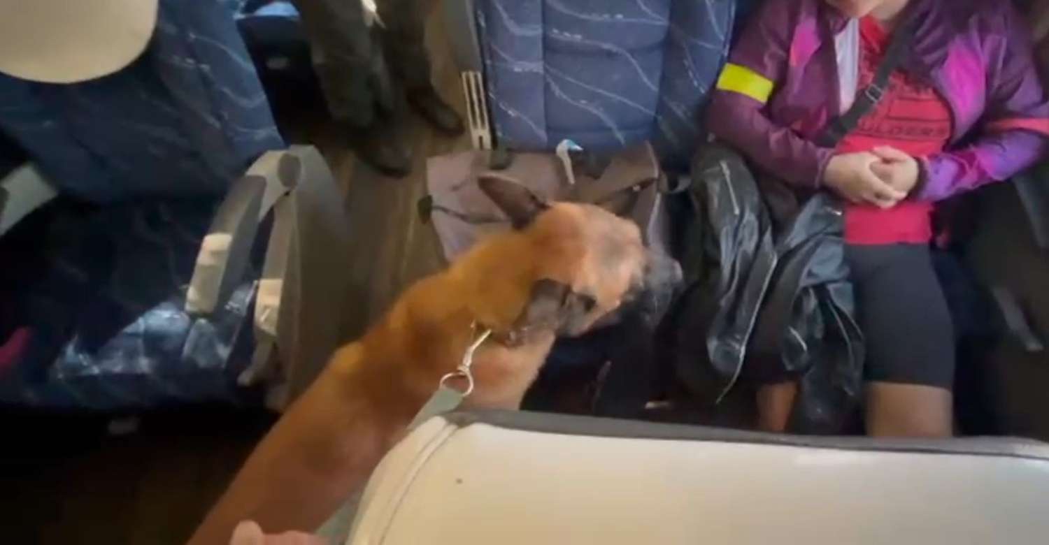 El perro Dreyco descubrió metanfetamina en la prenda de una pasajera