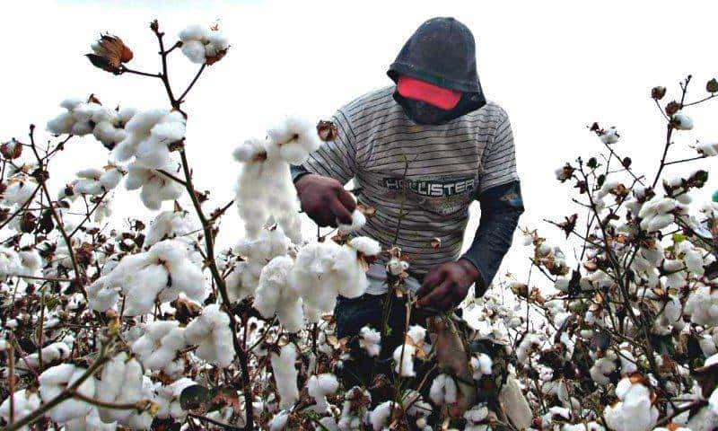 Empezaron las primeras cosechas de algodón 
y ya están fijados los precios por tonelada