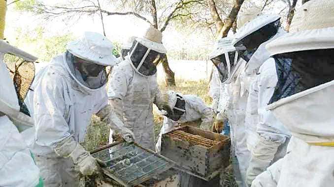 Productores apícolas destacan crecimiento
potencial con mayor volumen de miel