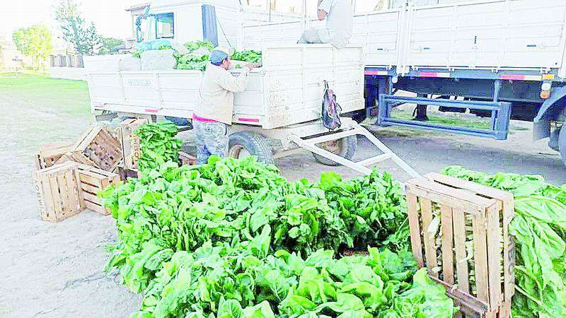 Paipperos entregaron más de 10.000 
kilogramos de producción a Nutrir