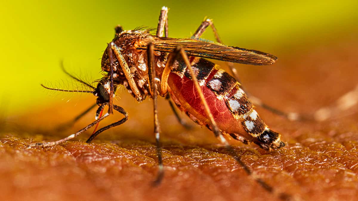 Se aguarda un pico de casos de dengue para la segunda quincena de abril