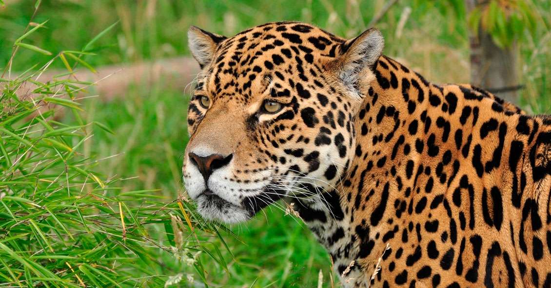 Formosa se constituyó en querellante para condenar a un cazador de yaguareté