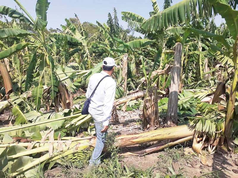 Nación homologó la emergencia agrícola 
por afectaciones a las cucurbitáceas y bananas