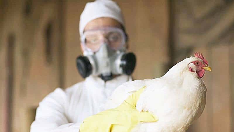 Acciones por detección de influenza 
aviar en aves en la colonia El Alba