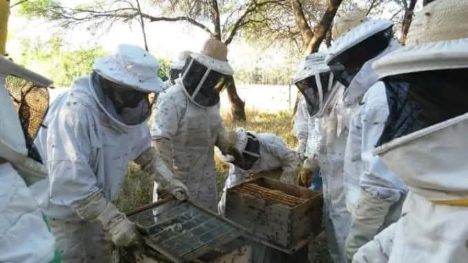 Productores apícolas destacan crecimiento potencial con mayor volumen de miel