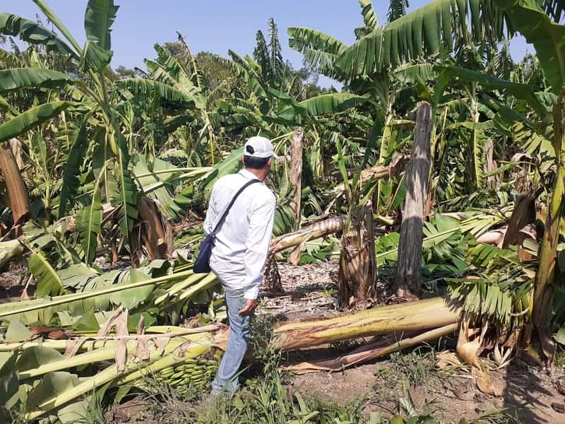 Nación homologó la Emergencia Agrícola por afectaciones
 a las cucurbitáceas y bananas