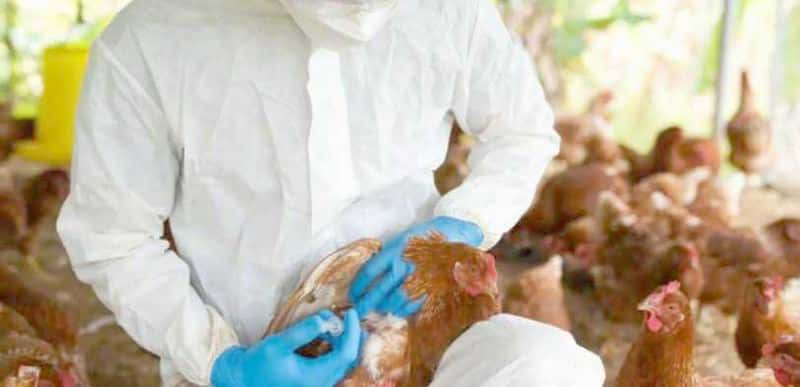 Se detectó el segundo caso de influenza 
aviar en aves de traspatio en Formosa