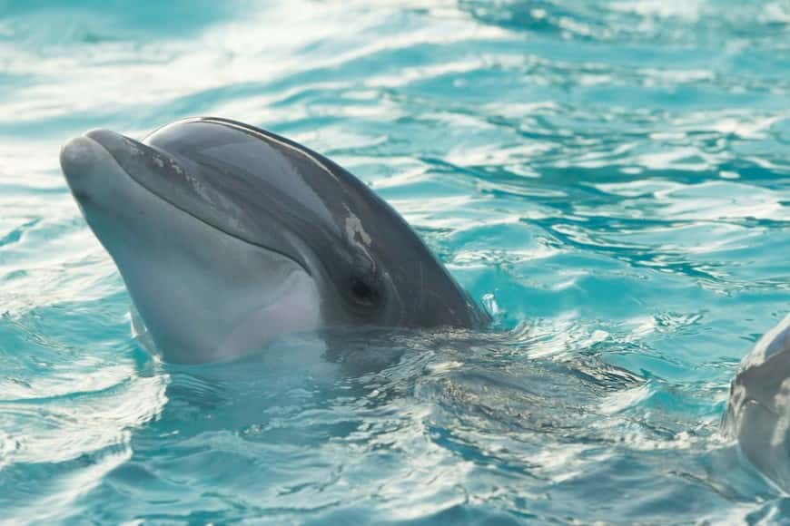 Nado con delfines en Cancún y Tulum