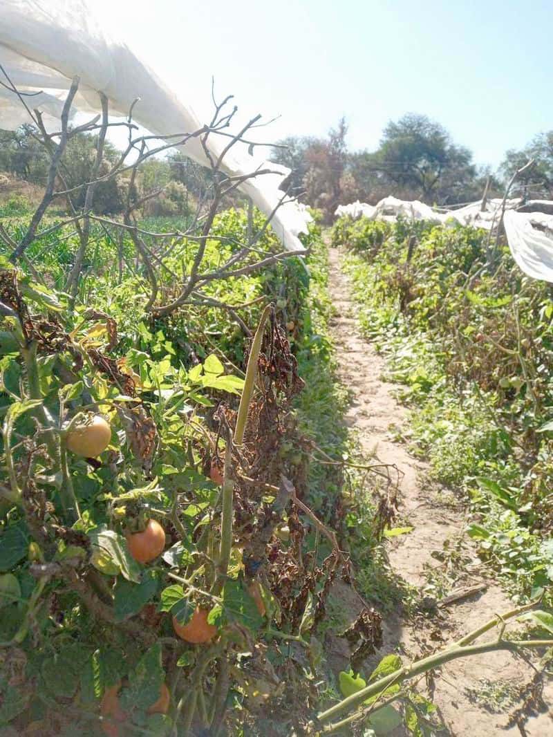 Fortalecen la cuenca tomatera en la zona Norte