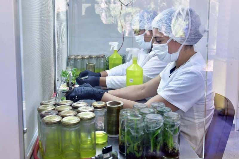 El CEDEVA de Misión Tacaaglé 
desarrolla plantas de alta calidad