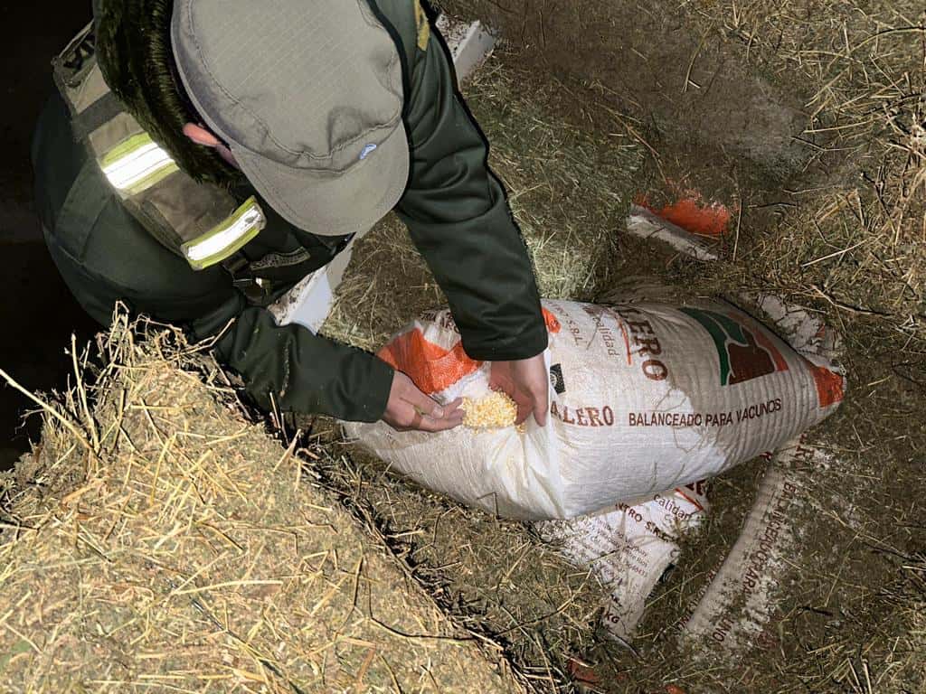Decomisaron 20 toneladas de granos que eran trasladados ocultos entre fardos de alfalfa