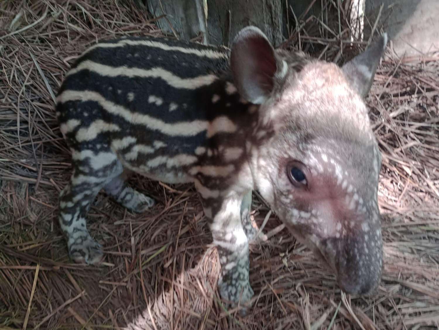 La reserva Guaycolec celebra el nacimiento de un nuevo ejemplar de tapir