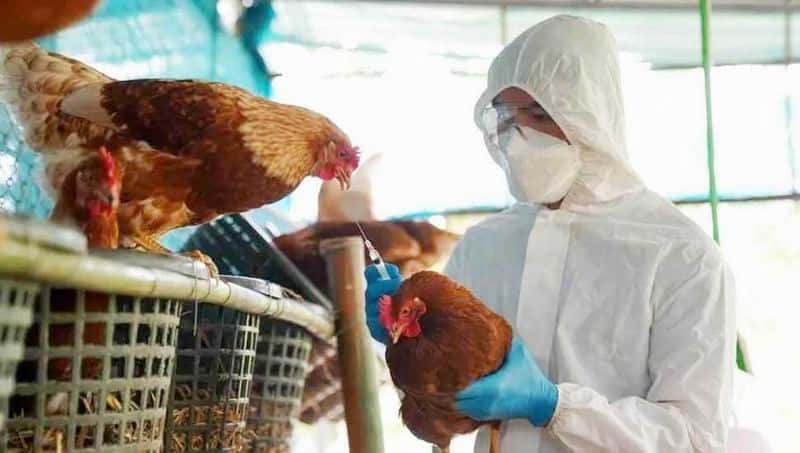 Realzan acciones sanitarias articuladas para 
asistir a productores afectados por la gripe aviar