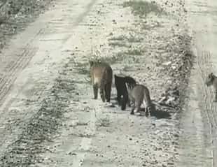 Registraron a una madre y sus crías de gato montés sobre un camino de rural de Formosa