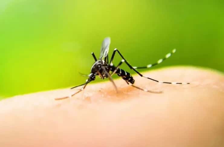 Recomiendan a los viajeros del último feriado largo estar atentos a los síntomas del dengue