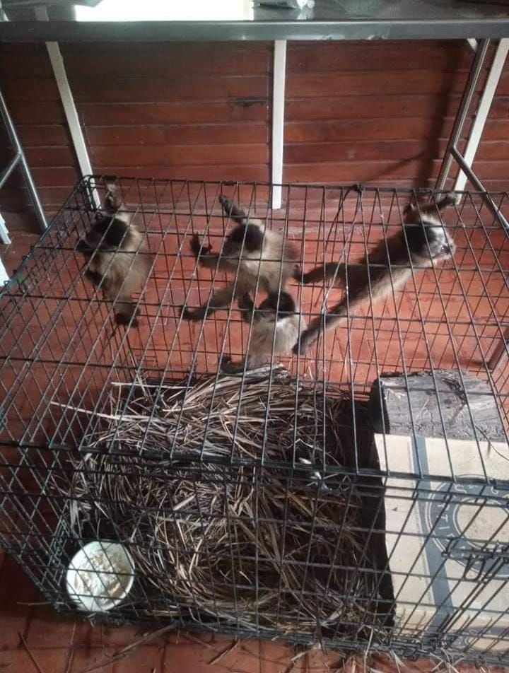 Rescataron a monos capuchinos y pichones de guacamayos que iban a ser traficados a Buenos Aires