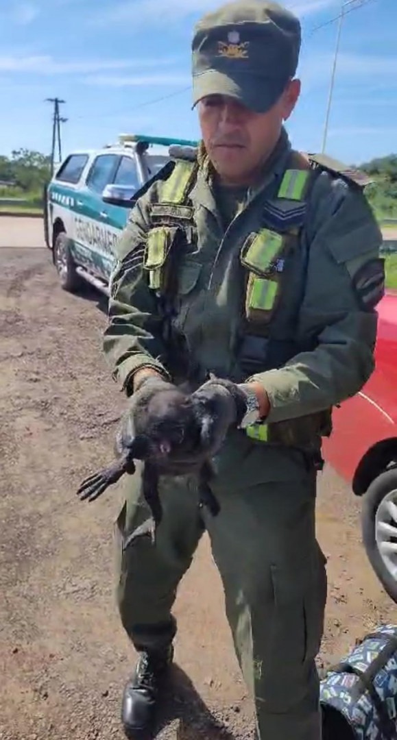 Chaco: rescataron a una cría de mono carayá durante un control vial
